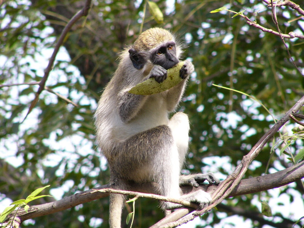 Les forêts-galeries et les savanes du Niokolo-Koba abritent une faune d'une grande richesse : l'élan de Derby (la plus grande des antilopes), des chimpanzés, des lions, des léopards, une importante population d'éléphants et de très nombreux oiseaux, reptiles et amphibiens.